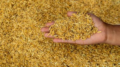 África do Sul autoriza importação de sementes brasileiras e amplia força global do agro