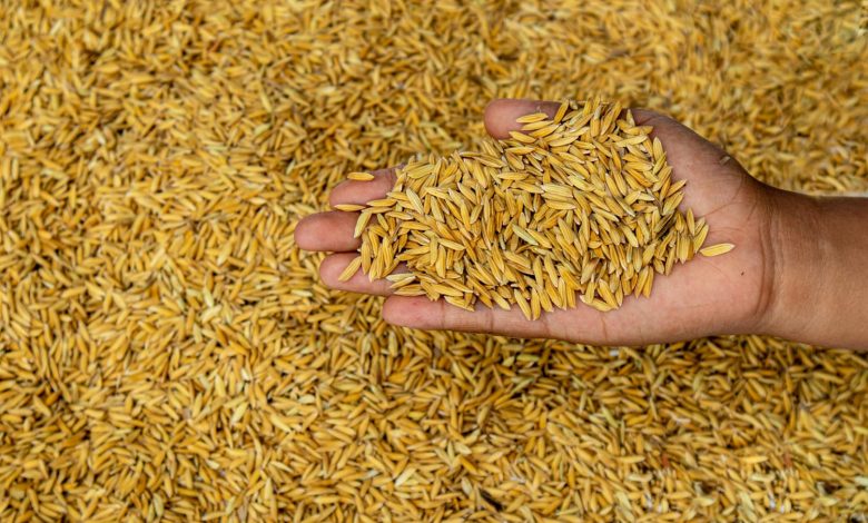 África do Sul autoriza importação de sementes brasileiras e amplia força global do agro